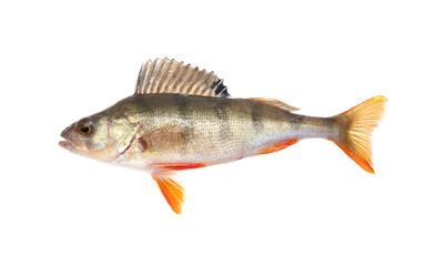 Perch fish isolated on a white background.