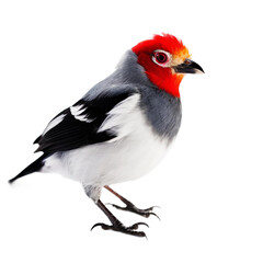 Fototapeta premium red winged blackbird