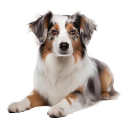 border collie sitting in front of white background