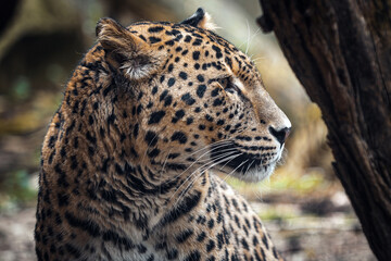 Persian leopard, Panthera pardus saxicolor