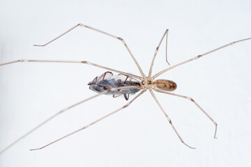 Macro view of spider. Close-up of spider with prey