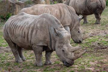 Obraz premium Southern white rhinoceros (Ceratotherium simum simum).