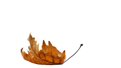 leaf one isolated dry yellow winter background