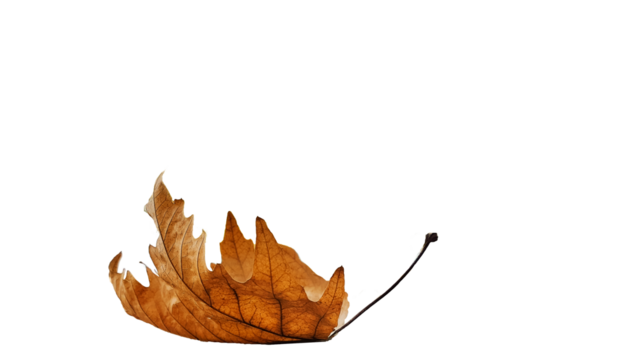 leaf one isolated dry yellow winter background