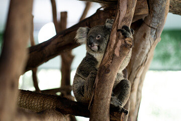 Gray Koala bear sitting on tree branch with open eyes looking away. Animal life in nature concept.