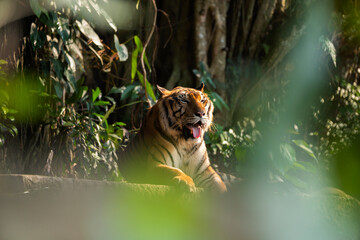 Yellow strip and black tiger sitting on rock looking away with tounge out of mouth, animal chaser in nature.