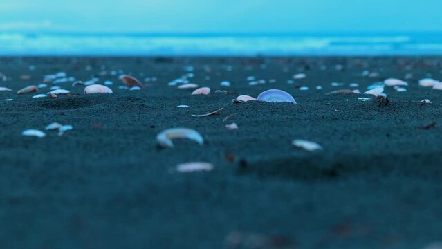Low shot of shells on Ohope beach, New Zealand.