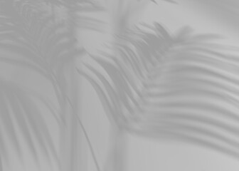 Obraz premium Shadow from palm leaves, overlay effect. Realistic gray shadow on transparent background, png. Applicable for product presentation, photos, backdrop. Sun light. 3D render.