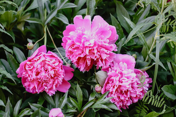 Pink peony flowers in full bloom. Beautiful ornamental plants in flowering season.