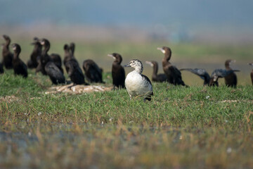 Knob billed duck bird resting in the grass with use of selective focus