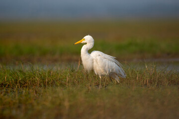 Naklejka premium Intermediate egret bird in its habitat in the grass. Close up, selective focus.