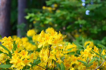 Rhododendron plant in bloom. Yellow flowers in spring park