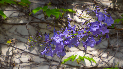 A branch of a blooming jacaranda with beautiful purple flowers in close-up.