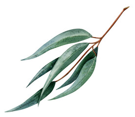 Watercolor green eucalyptus twig with long leaves botanical illustration isolated on white background. Hand drawn Australian medicinal plant clipart for packaging stickers and postcard design © Elena Malgina