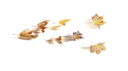 autumn time hours clock  leaves leaf of plane tree in the wind  isolated for  autumn  background