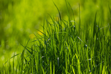 Fresh green grass background in spring