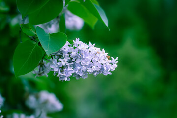 Beautiful lilac flowers branch on a green blurred nature background.