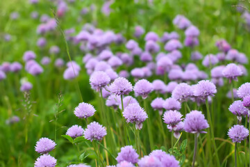 Flowering ornamental purple onion in vegetable garden.