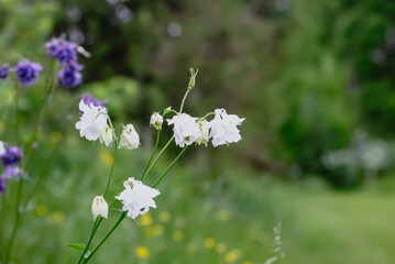 Columbine or Aquilegia flowers blossoms in the flower garden.