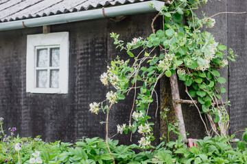 Rural wooden house building and green plants in summer season.