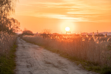 dirt road running through meadows and reeds at sunset