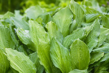 Green grass and plants with rain drops. Hosta plant leaves