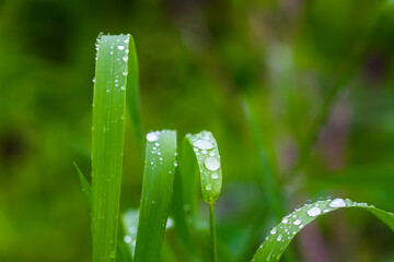 Green grass and plants with rain drops.