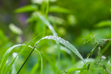 Green grass and plants with rain drops.