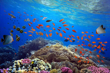 Fototapeta na wymiar Beautiful tropical coral reef with shoal or red coral fish, anthias