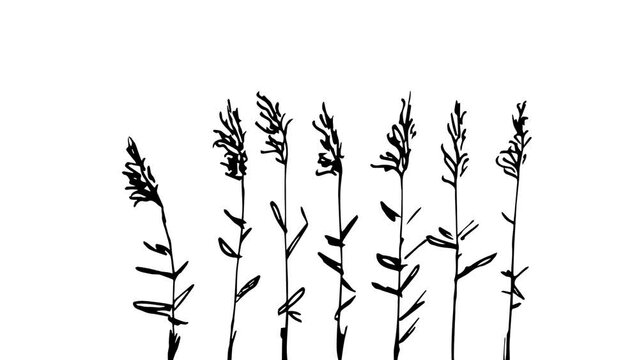 Simple animation. The reed sways in the wind. Sketch in ink.