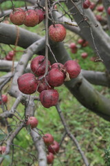 red berries on a branch