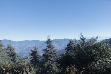 snow covered pine trees