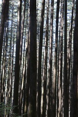 forest in the morning