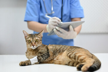 An injured cat is being checked up by a veterinarian in an examination room at a vet clinic.