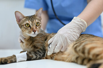 An injured cat is being checked up by a professional veterinarian in an examination room