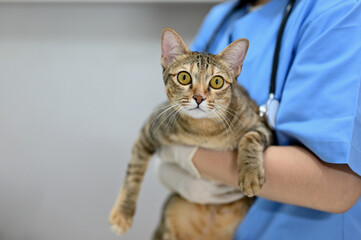 A female veterinarian holding a cute adorable cat in her hands at a vet clinic.