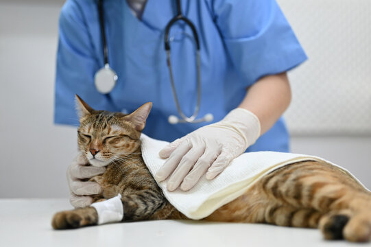 An injured cat is being checked up by a professional veterinarian at a vet clinic.