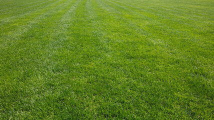Fototapeta na wymiar green grass background, football field textured background