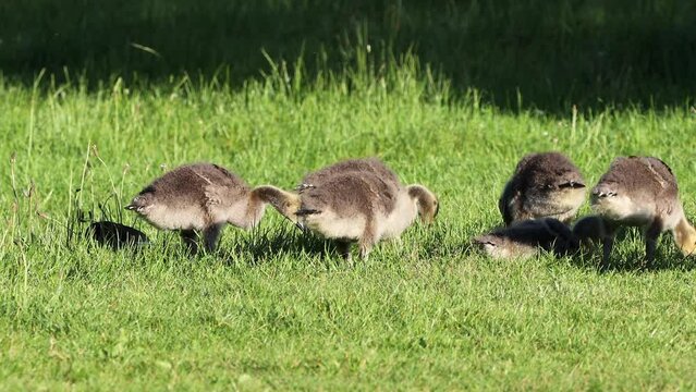 Wild Canadian Geese goslings walking and feeding on grass in the UK.  Slow motion, zoom out.