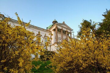 Spring green meadow with yellow flowers, in the background an old castle. The beauty of spring nature with old architecture