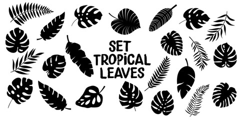 Set of Tropical leaves. Collection black leaves palm, fan palm, banana leaves. Nature leaves collection