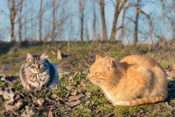 Two hungry multicolored stray cats sitting on grass on sunny day, veterinarians or animal care professionals to illustrate the importance of proper care and treatment for animals in need.