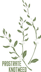 Fototapeta na wymiar Common Knotgrass plant in vector silhouette. Polygonum aviculare medicinal herb outline. Set of vector image of Prostrate knotweed for medicine and botany. Common Knotgrass in contour and color