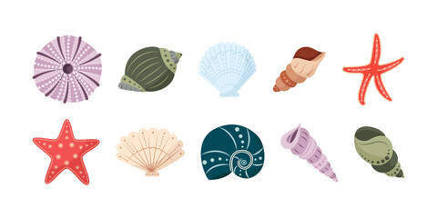 Set of colorful shells. Beautiful Rapana seashells, Starfish, round shell of urchin. Marine life, ocean mollusks. Hand drawn seashell, decorated with boho style patterns. Vector illustration