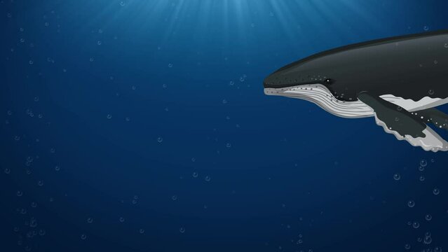 An Animated Exploration of Whale Anatomy