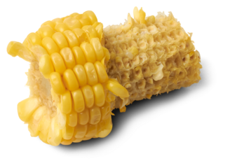 half eaten boiled corn or maize, popular starchy vegetable, isolated