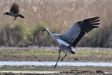 Kranich verteidigt sein Nest.