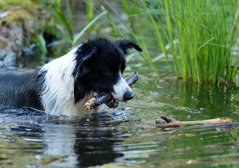 Pies rasy Border Collie w wodzie 