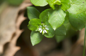 White small Chickweed (Stellaria) flowerhead with raindrop in the center (Sunny outdoor field, close up macro photography)