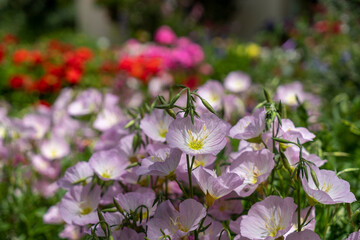 A garden rich in plants and flowers in full bloom